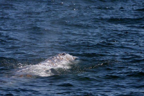 Gray Whale